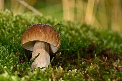 蘑菇 森林 生长 食用 苔藓