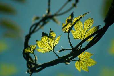 树叶 自然 枝杈 叶子 植物学 特写 户外 森林 树木 荒野