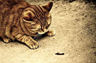 猫 宿醉 棕褐色 可爱的 鲭鱼 老虎 舒适 动物 家猫 毛皮