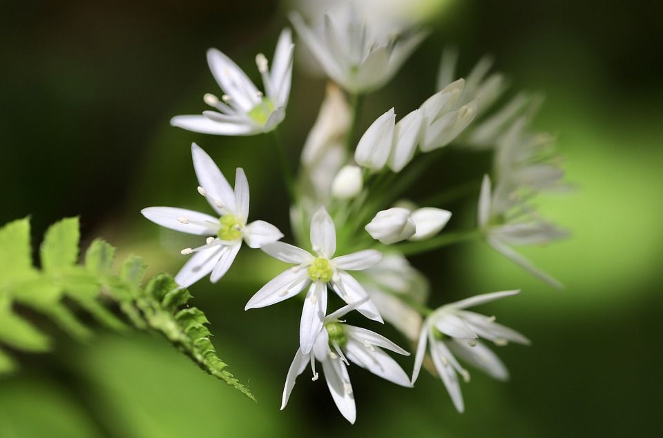 野蒜, 森林大蒜, 野菜, 大葱, 白色的花, 自然, 关闭