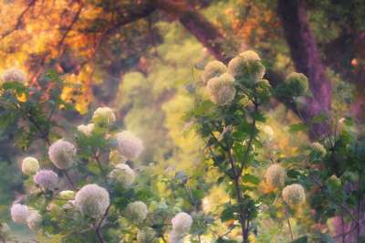 绣球花 灌木 绣球花丛 日落 黄昏 花球 伞形花序 情绪 绣球花