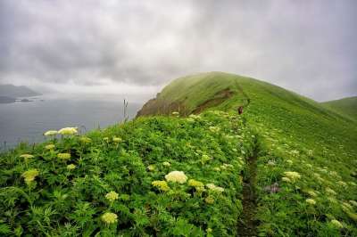 岬 牧场 海 礼文岛 景观 踪迹 云 多雾路段 花朵 北海道