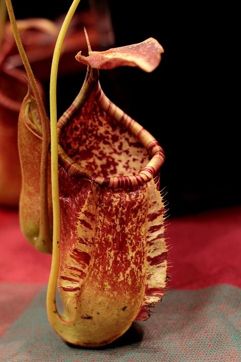 猪笼草 投手工厂巨大的热带投手 Insectenval 食肉 植物