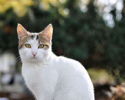 动物 猫 宠物 哺乳动物 猫科动物 毛皮 胡须