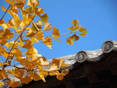银杏 树叶 落下 秋天 金的 黄色 寺庙 屋顶 佛教徒 天空