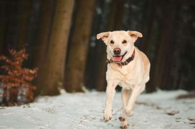狗 拉布拉多犬 动物 走 跑步 户外 冬天