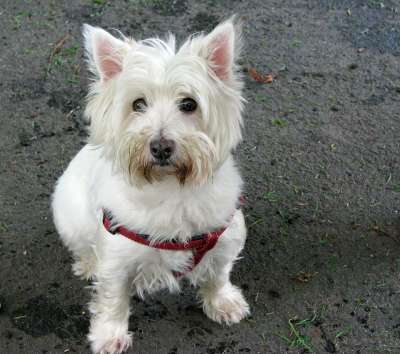 西西高地白梗 Westie 梗犬 狗 可爱的 白色的 坐着 宠物