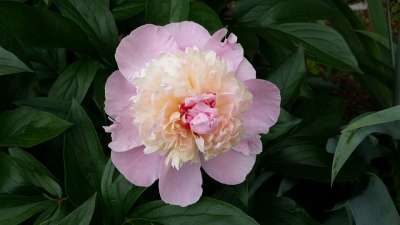 牡丹 粉色牡丹 春天的花朵 紫红色 开花 花 自然 春天 盛开