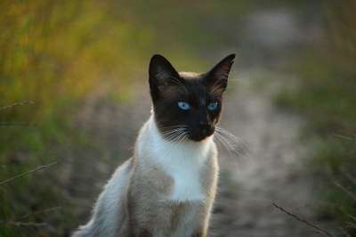 猫 暹 暹罗 品种猫 小猫 宿醉 猫肖像