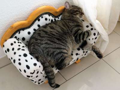 猫 老虎 Tigerle 大猫 动物 捕食者 危险的 细心 关闭