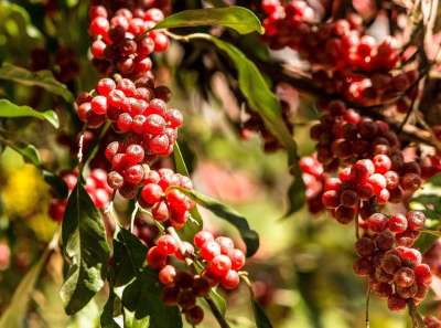 秋季橄榄 日本Silverberry 入侵植物 侵入性的灌木 小树
