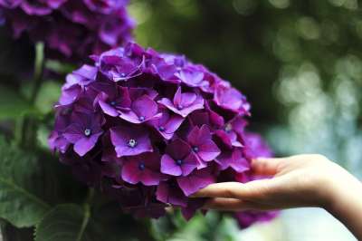 绣球花 手 触碰 花朵 紫色的花朵 花瓣 紫色花瓣 开花 植物群
