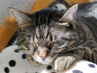 猫 老虎 Tigerle 大猫 动物 捕食者 危险的 细心 关闭