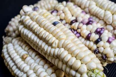 玉米 玉米棒 农业 美食 收成