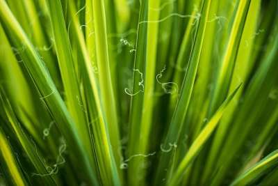 草 树叶 绿化 绿色 植物 叶子 植物群 自然 花园 特写