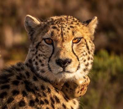 猎豹 捕食者 大猫 肖像 野生动物 荒野 猫 迅速地 危险的