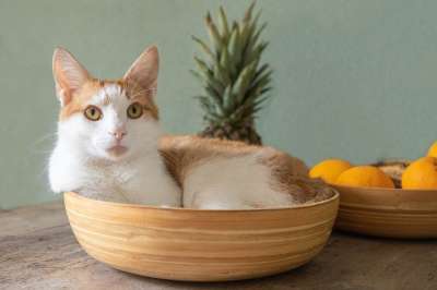 猫 篮子 宿醉 猫咪 动物医院 宠物 动物 甜的 搞笑 蜘蛛