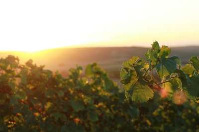 葡萄园 Rheinhessen 德国莱茵 葡萄栽培 葡萄酒 葡萄