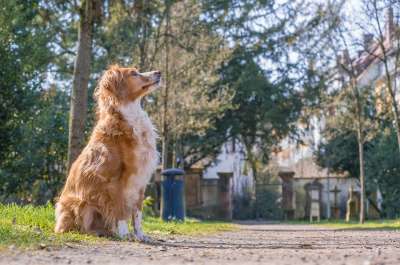 狗 宠物 动物 公墓 杂种 家犬 犬类 哺乳动物 毛茸茸的