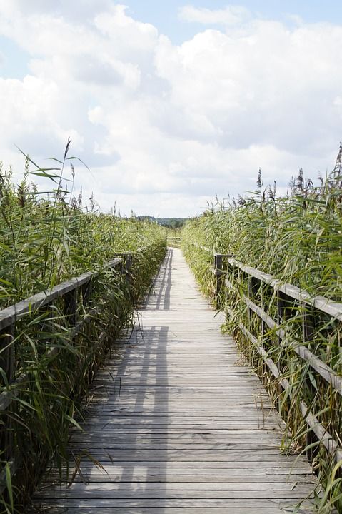 景观 联邦 自然保护区 自然 高沼地 湿地 夏天 草 芦苇