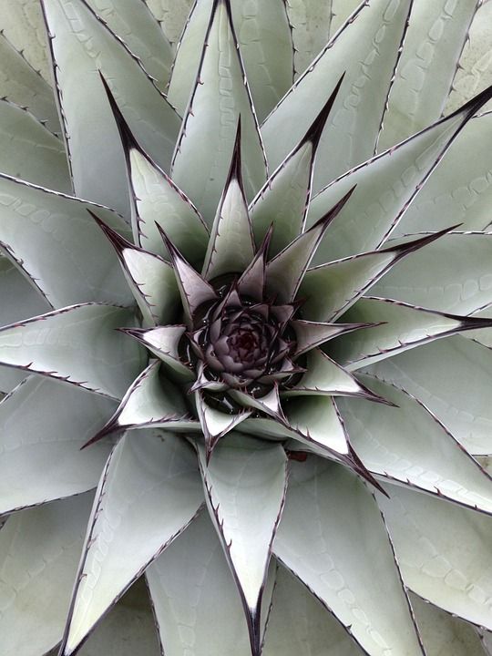 仙人掌 绿色 多汁的 自然 植物 户外的 带刺的 沙漠 花园