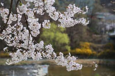 樱花 花朵 白色的花瓣 花瓣 盛开 开花 植物群 春天的花朵
