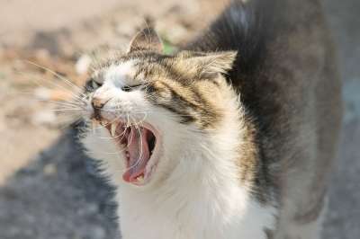 家猫 宿醉 嘴 牙齿 打哈欠 嘶 舌头 猫的舌头 家畜 猫
