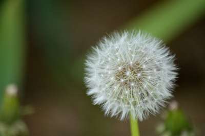 花 蒲公英 狮子牙 自然 字段 场 凤头 植物群
