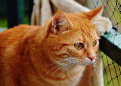 猫 宿醉 红色的 可爱的 鲭鱼 老虎 舒适 动物 家猫 毛皮