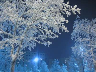 树 霜 冬天 白色的 雪 冰 夜晚 蓝色的 路灯 芬兰