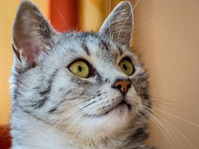 猫 动物 家畜 家猫 年轻的猫 可爱的猫咪 猫眼