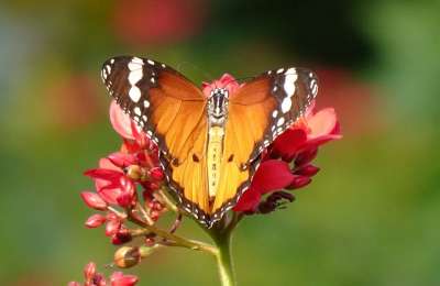 蝴蝶 普通老虎 昆虫 Danaus Chrysippus 非洲女王