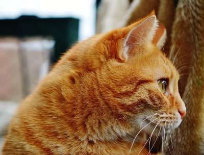 猫 宿醉 红色的 可爱的 鲭鱼 老虎 舒适 动物 家猫 毛皮