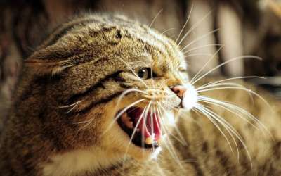 脸 猫 牙齿 棕色猫 棕色的牙齿
