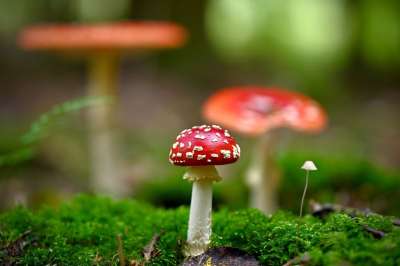 蘑菇 落下 苔藓 毒菌 有毒 红色的 森林蘑菇