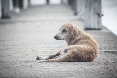 狗 佩罗 街道 动物 宠物 水平的 犬类 独自的 灰狗