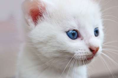 猫 蓝眼睛 这个动物 眼睛 毛皮 白色的 白可爱 Kitty猫