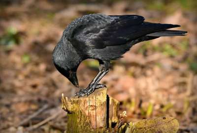 寒鸦 鸟 动物 Corvidae 喙 羽毛 腿 啄食 坐 树桩