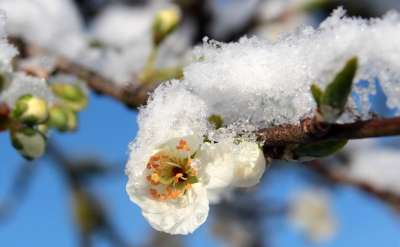 梅花 梅花蕾 树叶 开花茎 分行 雪 霜 寒冷的 春天