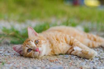 猫 动物 宠物 小猫 毛皮 肖像 猫科动物 老虎 可爱的 基蒂
