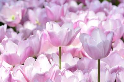 郁金香 花 橙色的 节日 植物 鲜花 花瓣 黄色 公园 花园