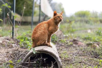 猫咪 红色的 自然 猫 小猫 宠物 动物 鲭鱼 俏皮 毛皮