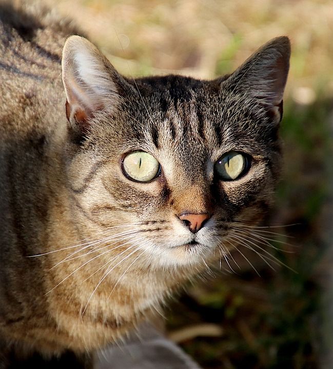 猫 猫科动物 宠物 熟悉的 可爱 青年 肖像 绿色的眼睛 老虎
