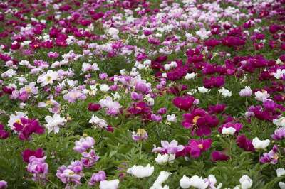牡丹 花 庭园 花园 抽象 场地 背景 牡丹花 花朵 花坛