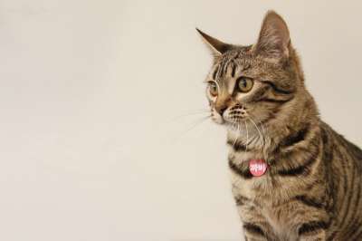孟加拉 猫 宠物 宝贝猫 动物 猫的图片 猫形象 孟加拉猫