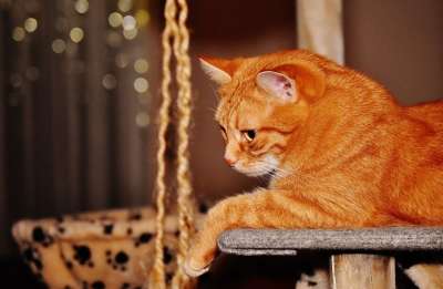 猫 宿醉 红色的 乐趣 可爱的 鲭鱼 老虎 舒适 动物 家猫