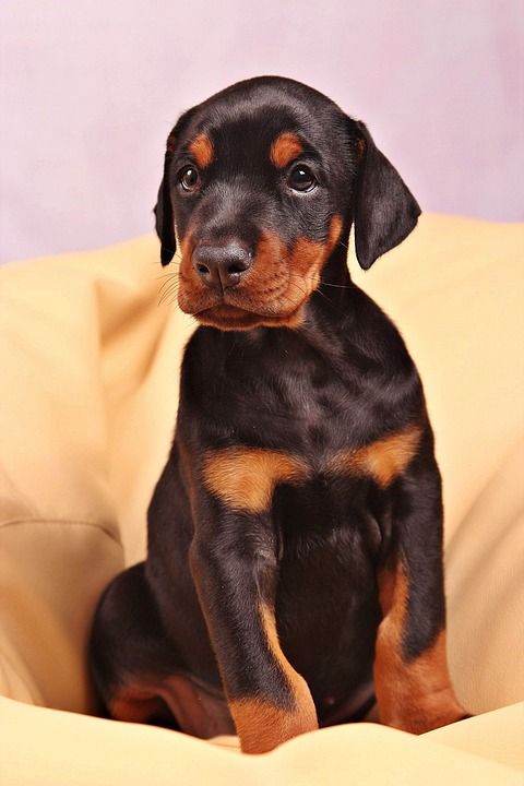 狗 杜宾 宠物 动物 犬类