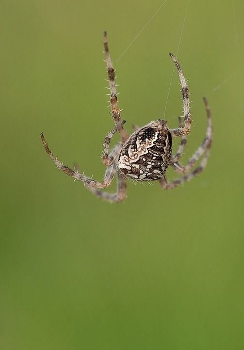 阿拉纽斯 蜘蛛 网络 带角度的Orbweaver 球体 织网者