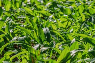 野蒜 森林 植物 大葱 森林大蒜 药用植物 芳香植物 烹饪草药