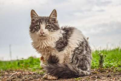 猫 动物 无家可归 自然 哺乳动物 可爱的 迷路 看着 坐着